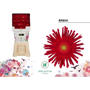 Gerbera Gerpasta Brenn