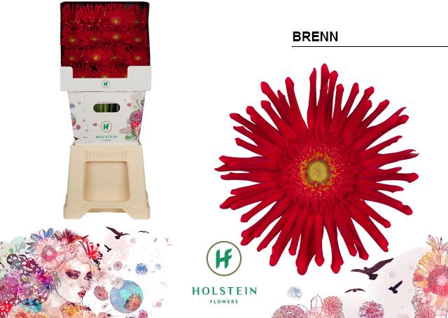 <h4>Gerbera Gerpasta Brenn</h4>