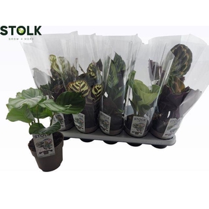 Calathea gemengd 4 soorten