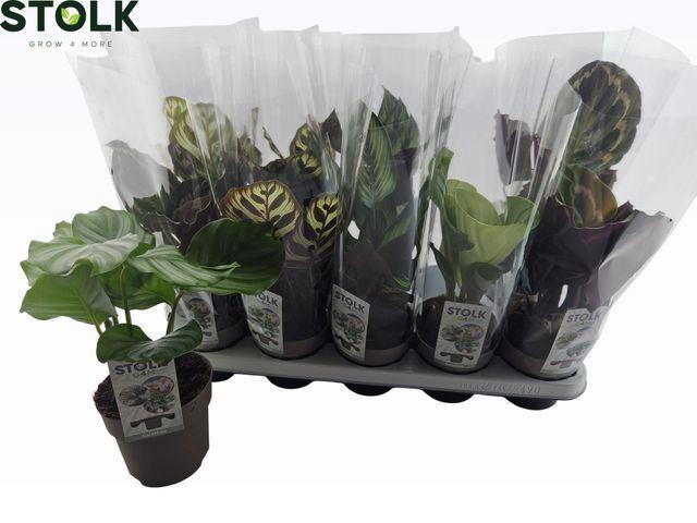 <h4>Calathea gemengd 4 soorten</h4>