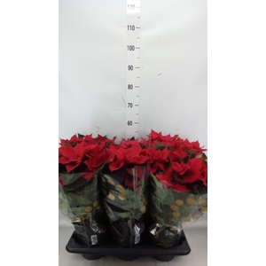 Euphorbia pulc. 'Christ Universe'