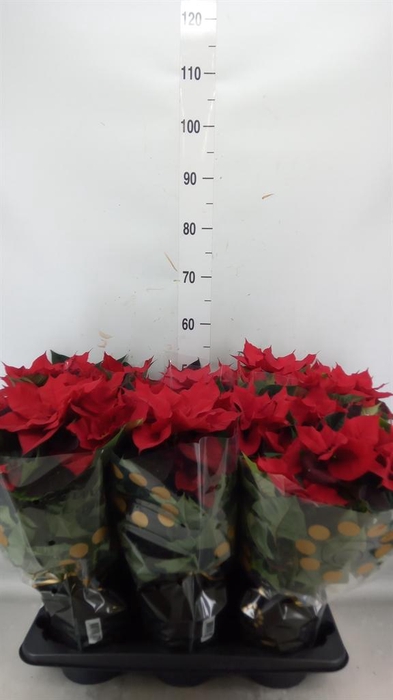 <h4>Euphorbia pulc. 'Christ Universe'</h4>