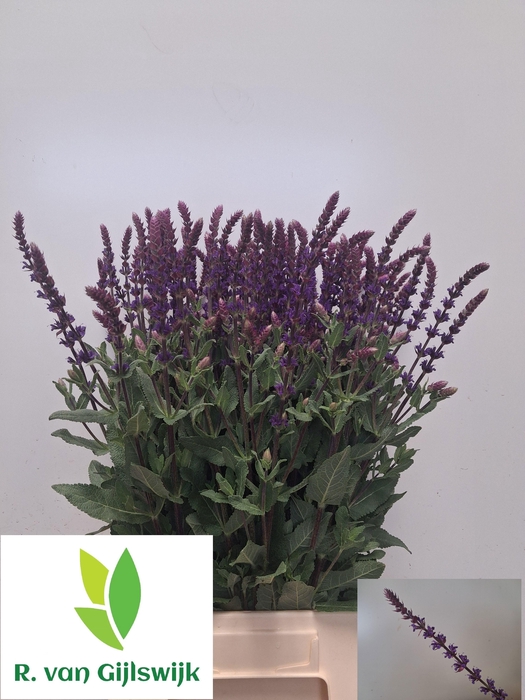 <h4>SALVIA NEM CARADONNA</h4>