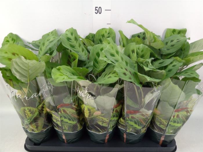 <h4>Maranta leuc. 'Kerchoveana'</h4>