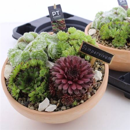 <h4>Arr Sempervivum</h4>