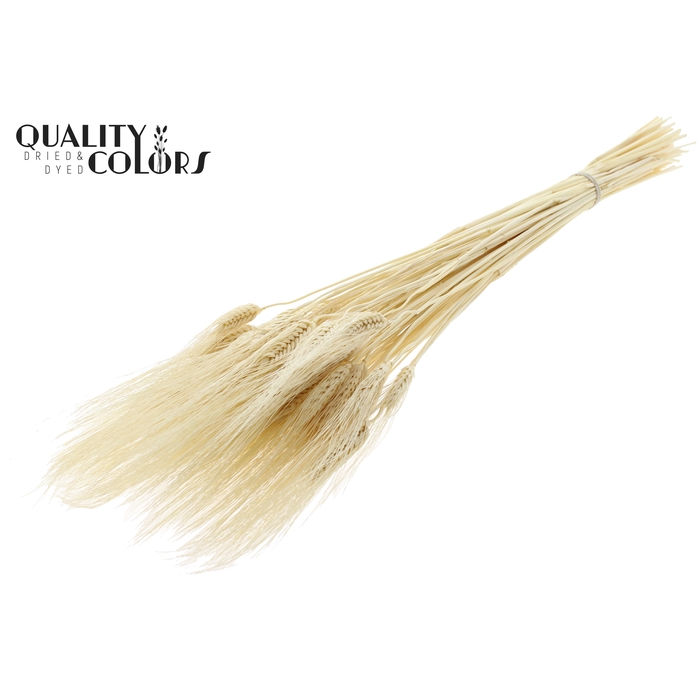 <h4>Triticum Beard per bunch Bleached</h4>