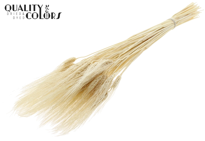 Triticum Beard per bunch Bleached