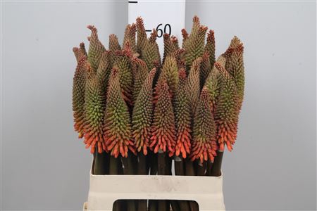 <h4>Knip Alcazar</h4>