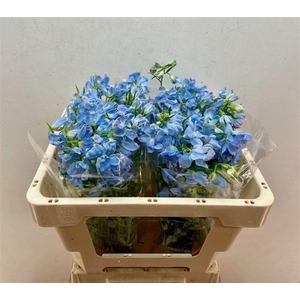 DELPH EN MORPHO PLATINUM BLUE