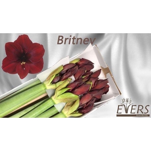 Hippeastrum Britney