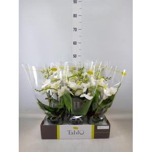 Phalaenopsis   ...white