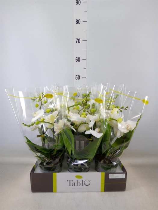 <h4>Phalaenopsis   ...white</h4>