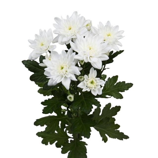 <h4>CHR T BALTICA</h4>