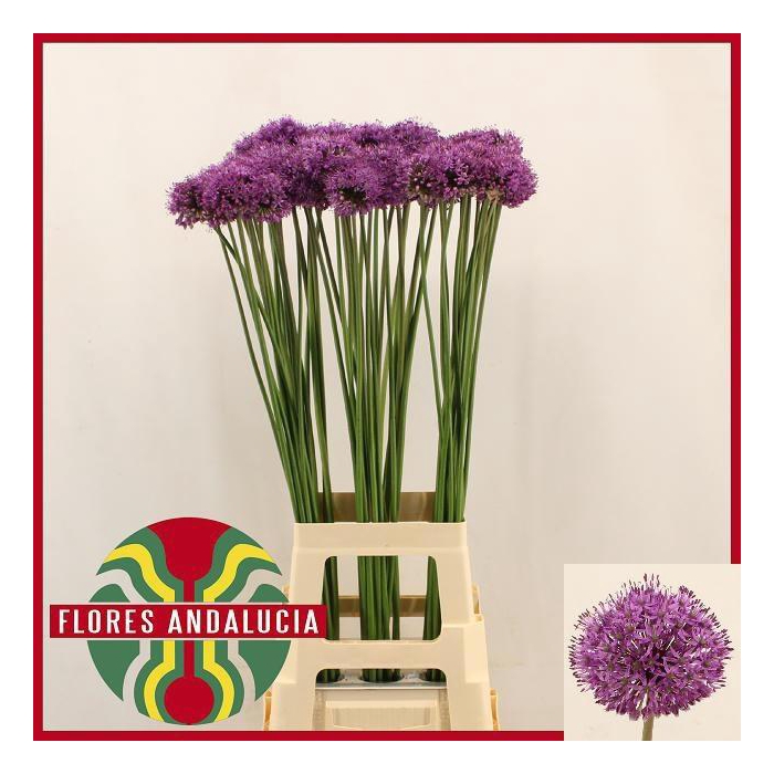 <h4>Allium Gladiator</h4>