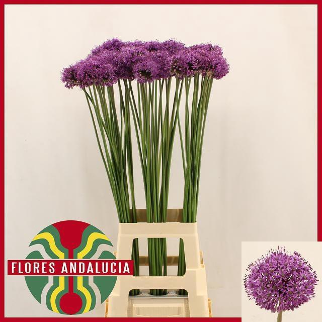 <h4>ALLIUM GLADIATOR</h4>