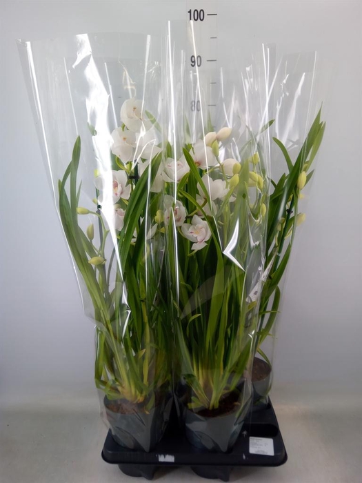 <h4>Cymbidium   ...</h4>