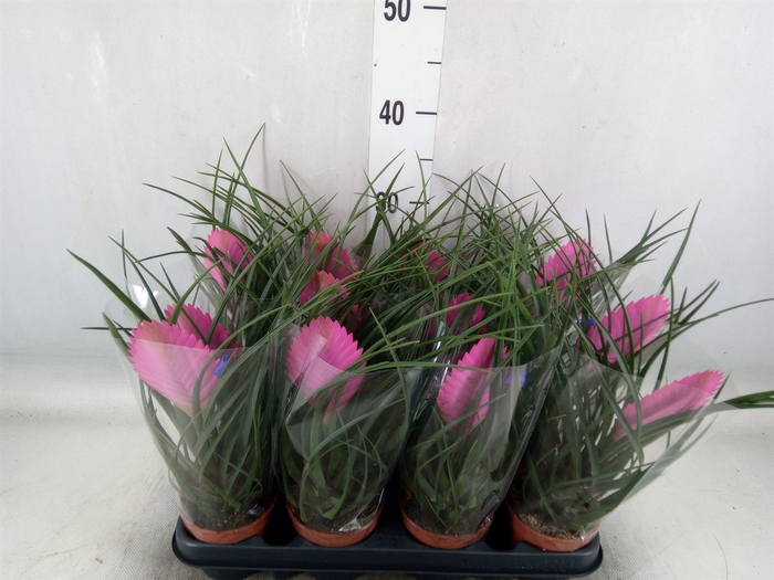 <h4>Tillandsia cyanea 'Anita'</h4>