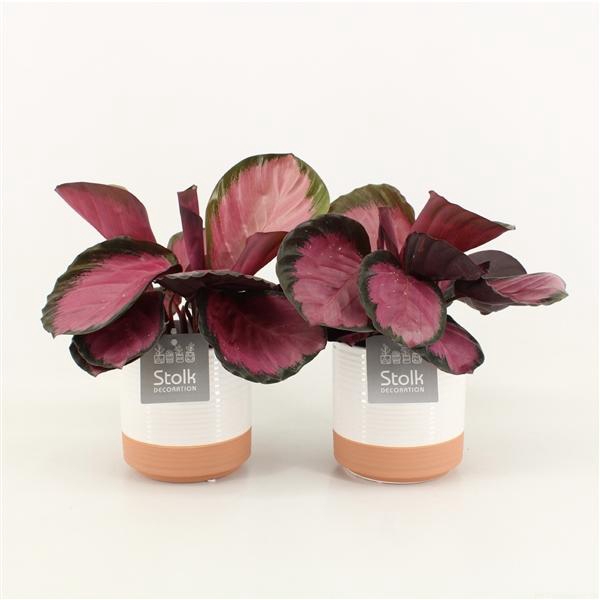 <h4>Calathea Rosso Crimson in Milou Keramiek</h4>