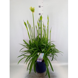 Agapanthus  'Amourette Superb'