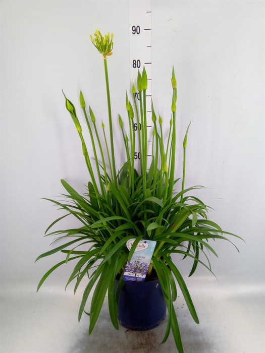 <h4>Agapanthus 'Amourette Superb'</h4>