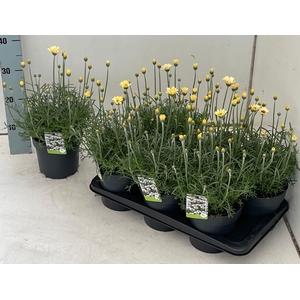 RHODAN H ZAGORA YELL