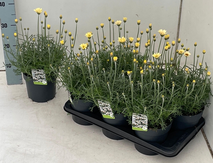 <h4>RHODAN H ZAGORA YELL</h4>