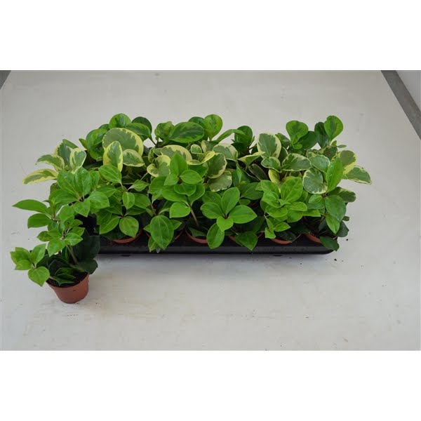 <h4>PEPEROMIA MIX 3 KLEUREN 12 CM</h4>