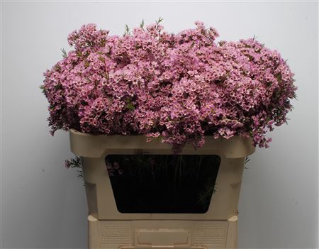 <h4>Chamelauc Michal</h4>