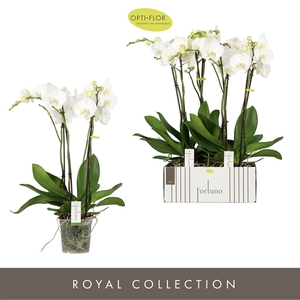 Phal 4-tak Fortuno Largo