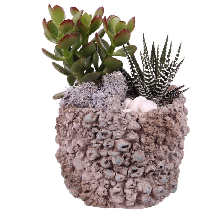 <h4>Opm Maritime Arr. Succulent Ceramic Pot Round Barn</h4>