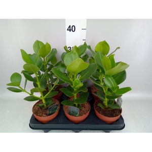Clusia rosea 'Princess'