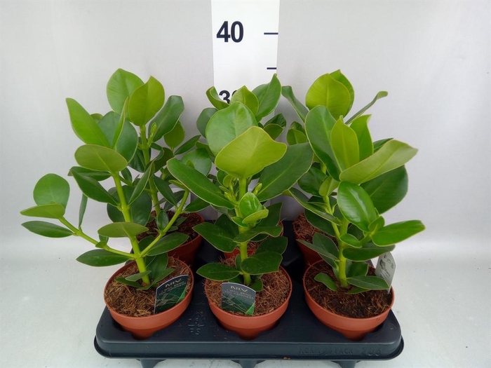 <h4>Clusia rosea 'Princess'</h4>