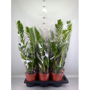Zamioculcas zamiifolia