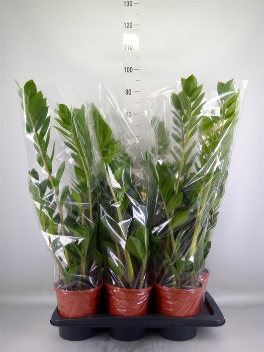<h4>Zamioculcas zamiifolia</h4>
