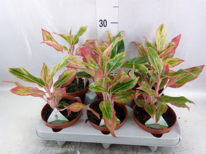 <h4>Aglaonema   ...</h4>