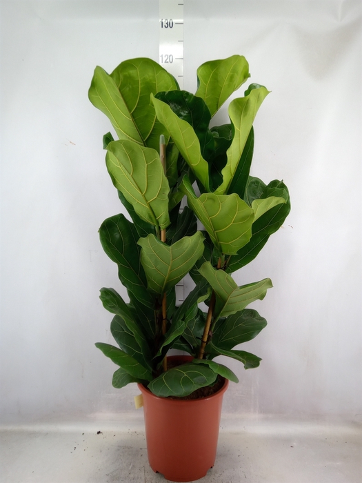 Ficus lyrata