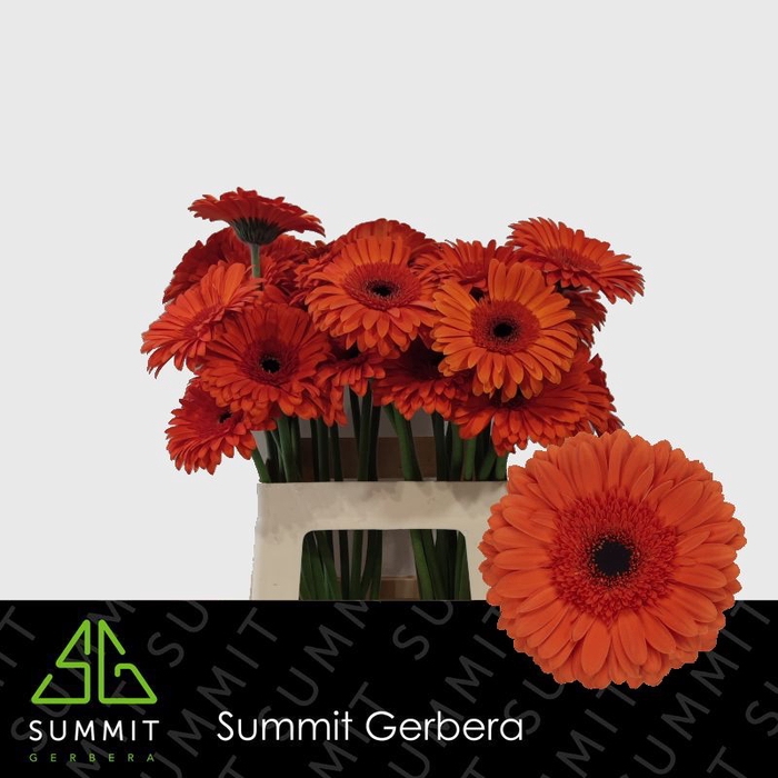 <h4>Gerbera Capella Lang Gelijk 56cm Water x40</h4>