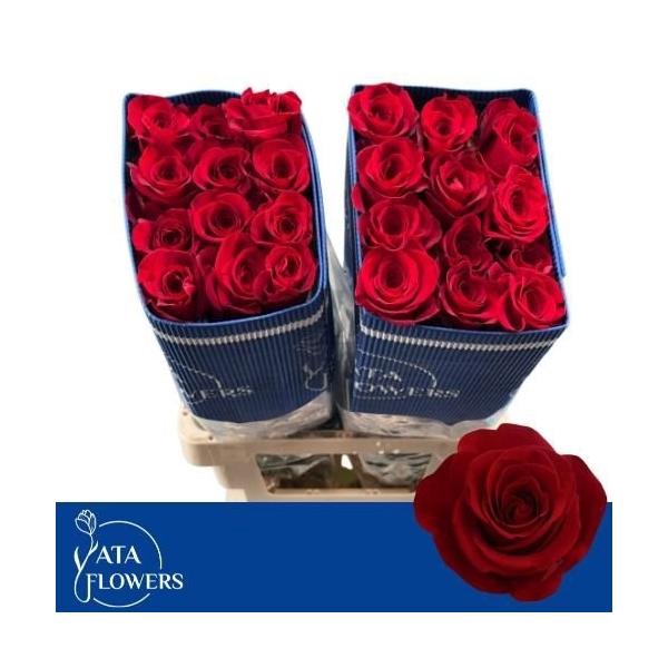 <h4>R Gr Freedom L6</h4>