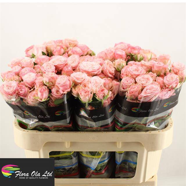 <h4>R Tr Madam Bombastic Flora Ola</h4>