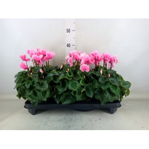 Cyclamen MD 'Macro'