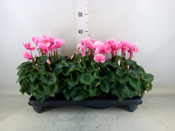 <h4>Cyclamen MD 'Macro'</h4>