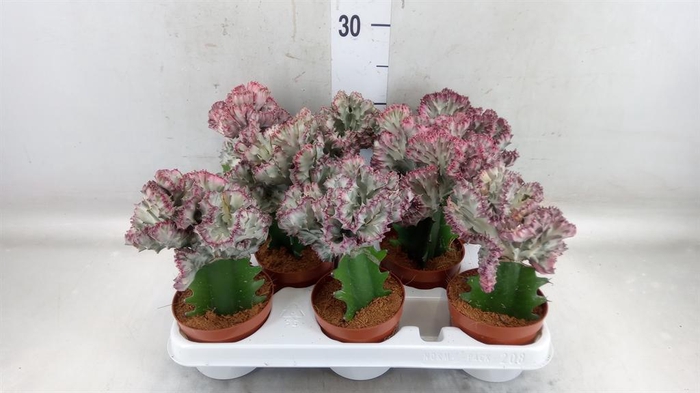 <h4>Euphorbia lactea</h4>