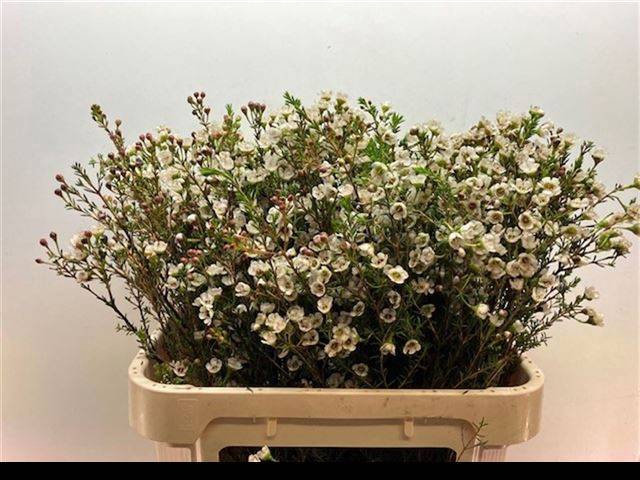 <h4>CHAME UN ELLA</h4>