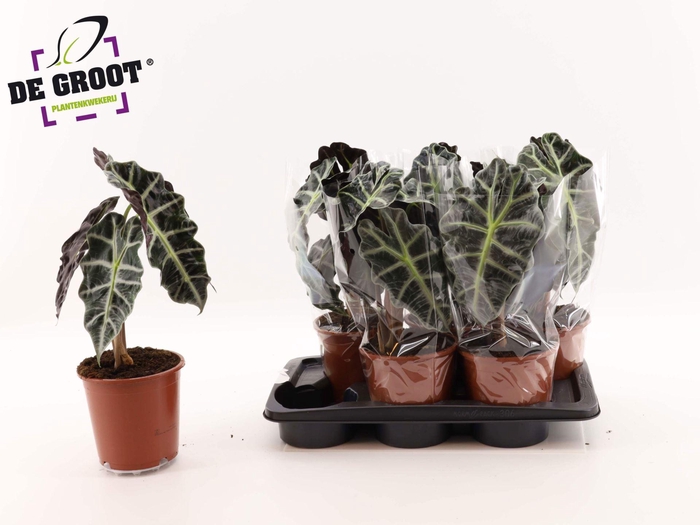 <h4>Alocasia 'Polly'</h4>