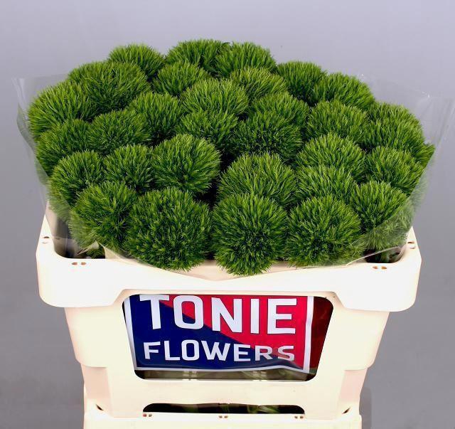 <h4>DIANTHUS BARB. 'KIWI MELLOW'</h4>