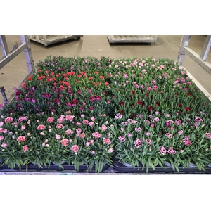 Dian Mixkar 7kl 1 Kleur Per Tray