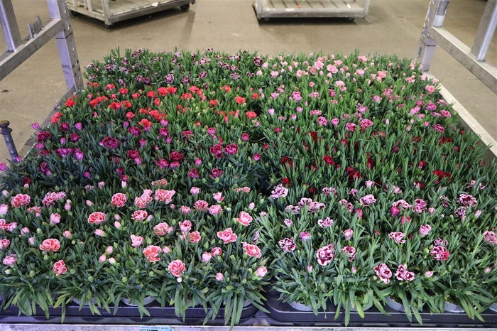 <h4>Dian Mixkar 7kl 1 Kleur Per Tray</h4>