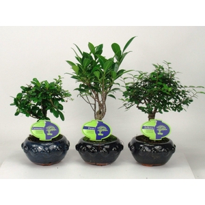 Bonsai mix indoor, 13 cm., broom, without drip tray