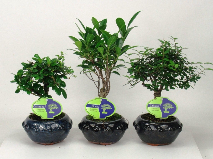 <h4>Bonsai mix indoor, 13 cm., broom, without drip tray</h4>