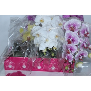 PHALAENOPSIS CASCATA ESPECIAL P15